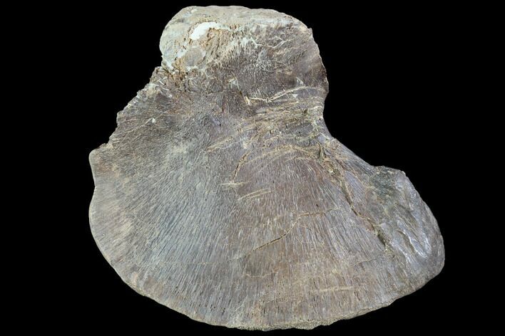 Mosasaur (Platecarpus) Scapula - Shark Tooth Marks! #91069